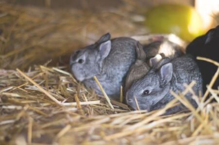 The Beginning Of Our Homestead Rabbit Journey Image